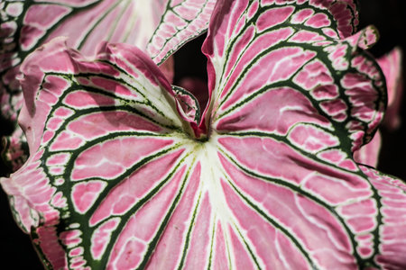 Close up of Red Mix Green Mix White of Caladium treeの写真素材