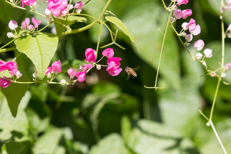 Close up of Small Pink mix white flower , Mexican creeper flower