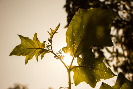 Green leaf of Turkey berry tree in the garden