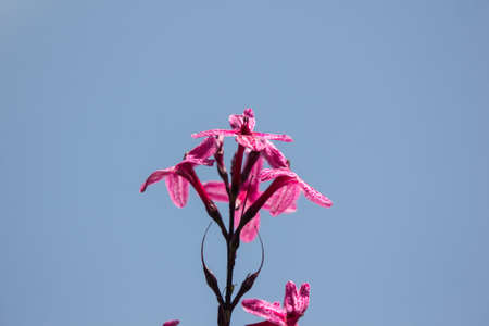 Close up Dark Pink flower of Caricature Plantの写真素材