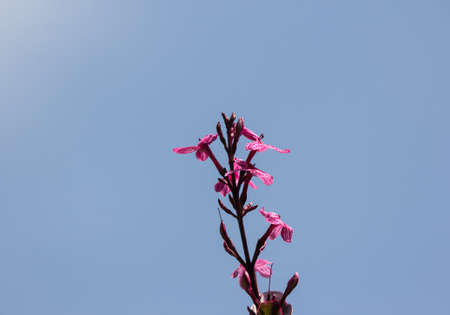 Close up Dark Pink flower of Caricature Plantの写真素材