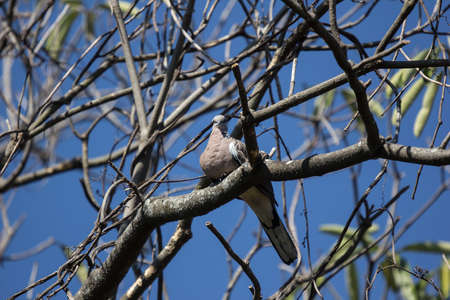 Brown Pigeon sitting on tree branch with Blue sky background.の写真素材