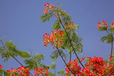 Close up Red Flamboyant flower,The Flame Tree , Royal Poincianaの写真素材