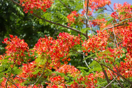 Close up Red Flamboyant flower,The Flame Tree , Royal Poincianaの写真素材