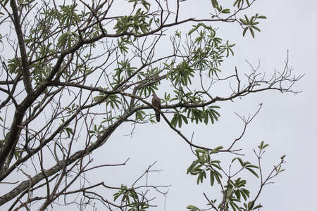 Brown Pigeon sitting on tree branch with Blue sky background.の写真素材