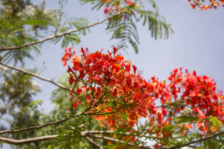 Close up Red Flamboyant flower,The Flame Tree , Royal Poincianaの写真素材