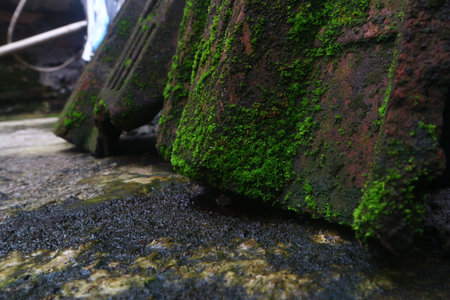 they can life anywhere the want. They small but they much. We can see them went they quite. they....の写真素材