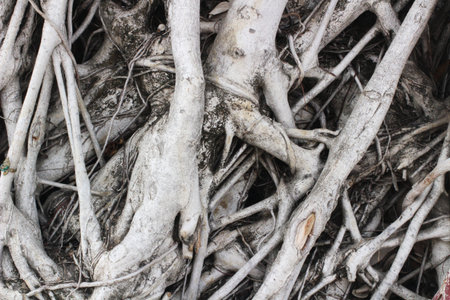 A tangled mass of large, gnarled tree roots, showcasing the raw strength and intricate complexity of...