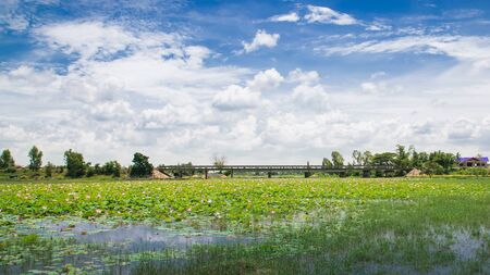 bridge,Lotusの写真素材