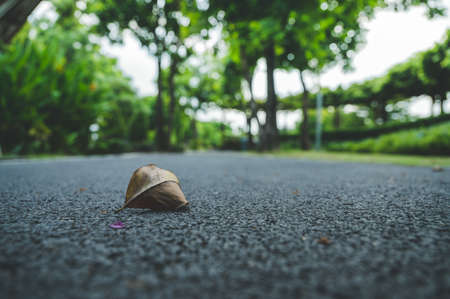 Road in the park overcast sky periodの写真素材