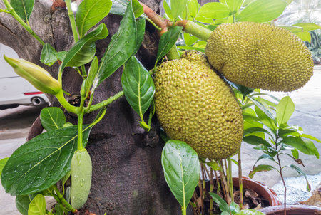 Closeup jackfruit at tree in garden of home background