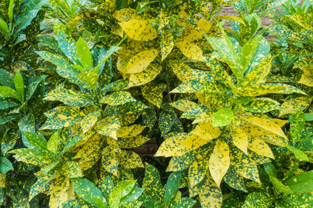 Green and yellow leaves background