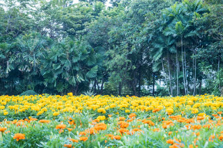 Group of yellow flower in the garden backgroundの写真素材