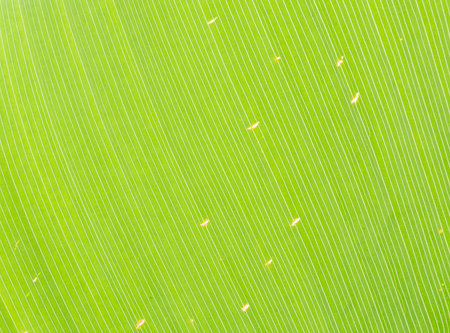 Closeup at leaf with some dried spot background