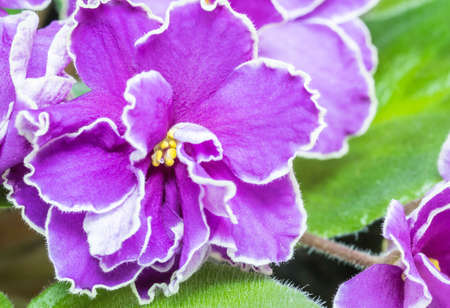 Closeup beautiful purple flower backgroundの写真素材