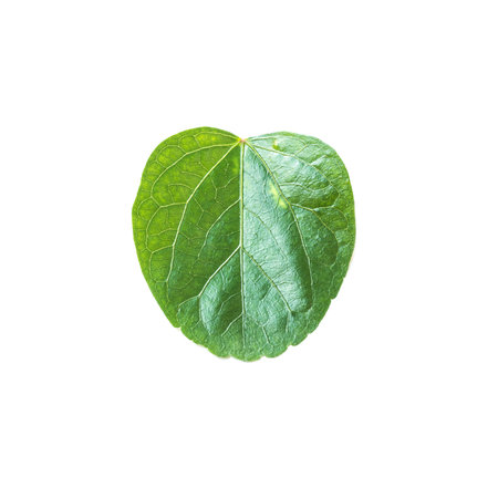 Closeup fresh green leaf isolated on white backgroundの写真素材