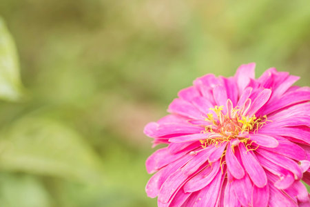 Closeup pink zinnia flower on blurred backgroundの写真素材
