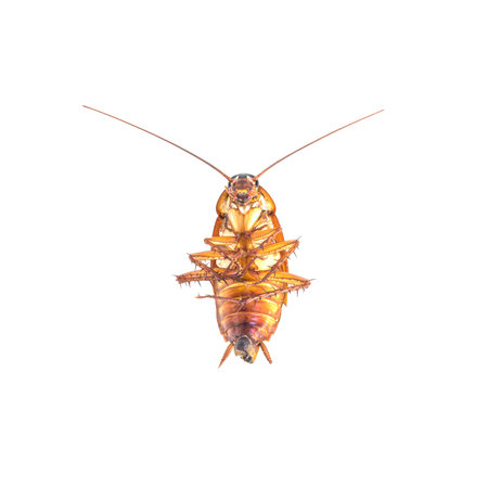 Closeup dead cockroach isolated on white backgroundの写真素材