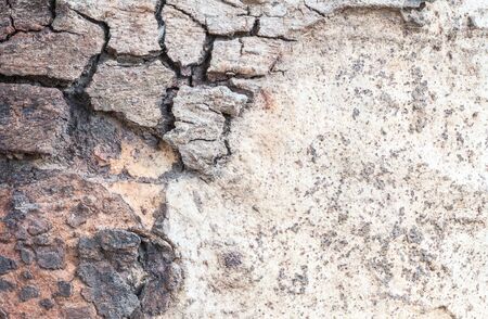 Closeup cracked skin of trunk of tree texture backgroundの写真素材