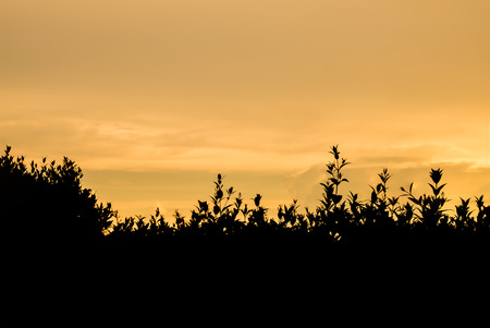 Silhouette,blurry,art tone of fence of plant in garden with evening sky backgroundの写真素材
