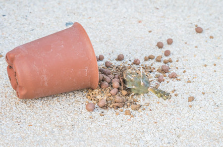 Closeup soil and dried cactus fall from brown plastic pot on blurred stone floor texture background