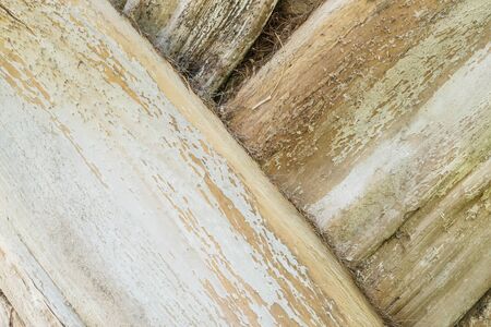 Closeup trunk of palm tree backgroundの写真素材