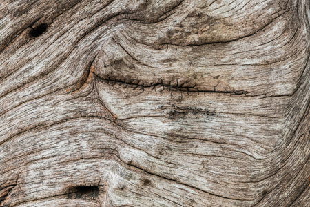 Closeup Old and dried wood pattern at the timber texture background