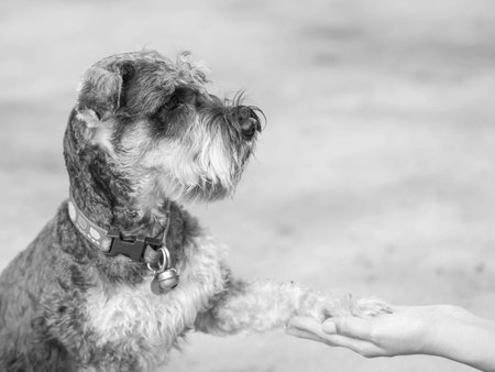 Closeup schnauzer dog give its leg to woman hand on blurred cement floor in house background in...