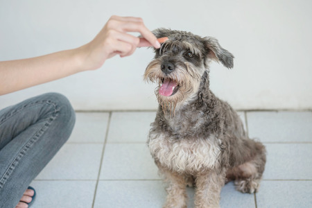 Closeup schnauzer dog looking food stick for dog in woman hand on blurred tiles floor and white cement wall in front of house view textured backgroundの写真素材
