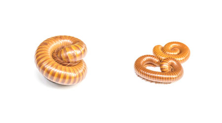 Closeup brown millipede rolling at the floor isolated on white background with clipping path