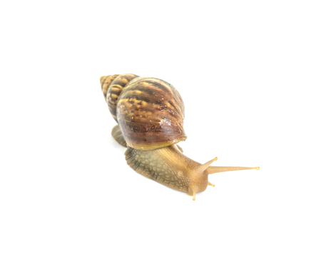 Closeup snail moving on floor isolated on white background with clipping pathの写真素材