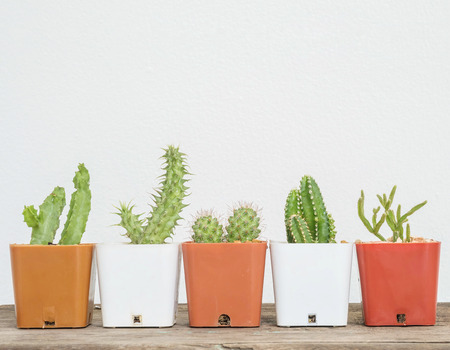 Closeup group of cactus in white and brown plastic pot on blurred wood desk and white cement wall textured background with copy spaceの写真素材