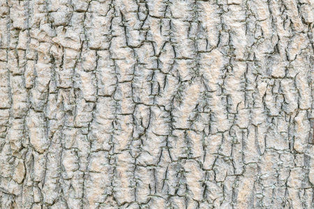 Closeup surface wood pattern at old cracked skin of trunk of tree textured background