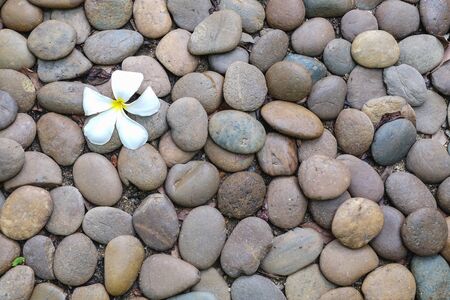 Fallen flower on stone texture backgroundの写真素材