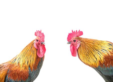 Closeup beautiful chicken isolated on white backgroundの写真素材