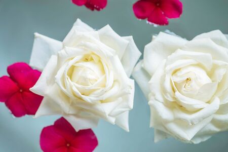 Closeup group of white rose flower float on water in basin for decoration in the garden textured backgroundの写真素材