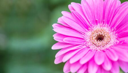 Closeup pink chrysanthemun flower on blurred garden view background with copy spaceの写真素材