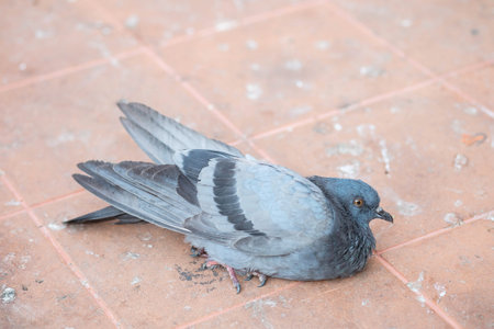 Closeup sick dove on dirty brick floor textured background