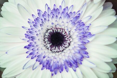 Closeup white and blue chrysanthemun flower textured backgroundの写真素材
