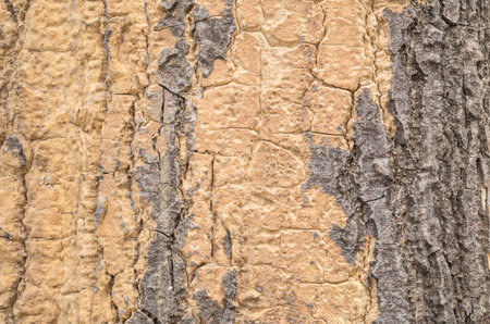 Closeup surface wood pattern at old cracked skin of trunk of tree texture background
