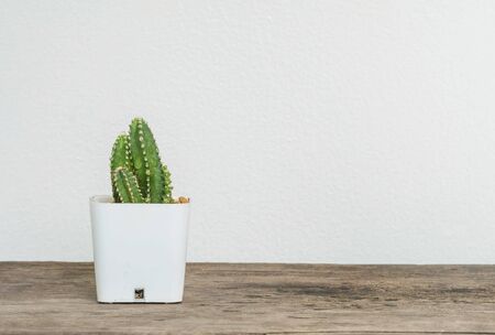 Closeup cactus in white plastic pot on blurred wood desk and white cement wall textured background with copy spaceの写真素材