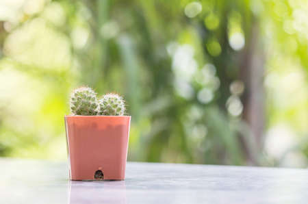 Closeup cactus in brown plastic pot on mable table at the in front of house with blurred garden view textured backgroundの写真素材