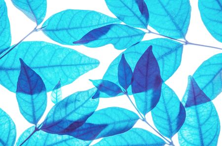 Closeup art tone of fresh blue leaves isolated on white backgroundの写真素材