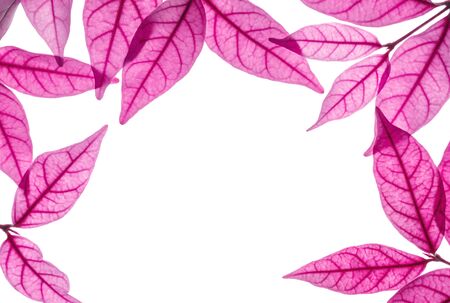 Closeup white space at the center of frame by art tone of red leaves isolated on white backgroundの写真素材