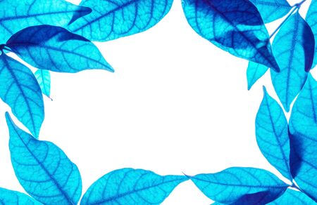 Closeup white space at the center of frame by art tone of blue leaves isolated on white backgroundの写真素材