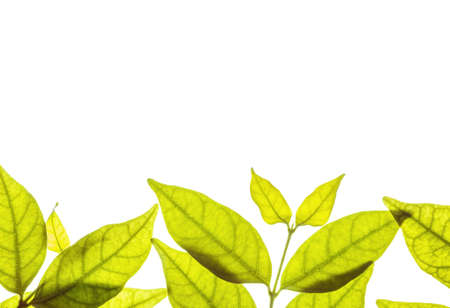 Closeup fresh brown leaves isolated on white background with copy spaceの写真素材