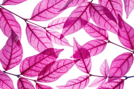 Closeup art tone of fresh red leaves isolated on white backgroundの写真素材