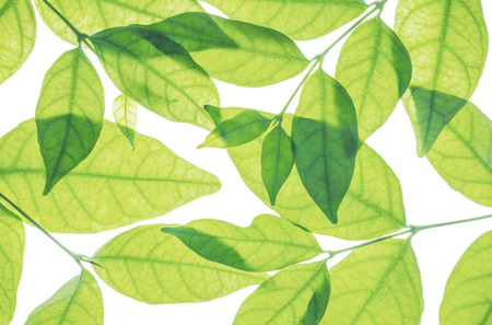 Closeup fresh green leaves isolated on white backgroundの写真素材