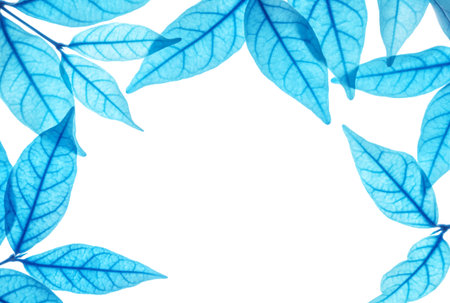 Closeup white space at the center of frame by art tone of blue leaves isolated on white backgroundの写真素材