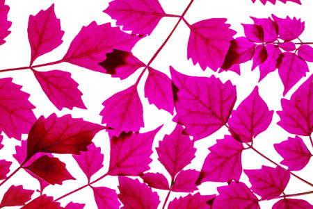 Closeup art tone of fresh red leaves isolated on white backgroundの写真素材